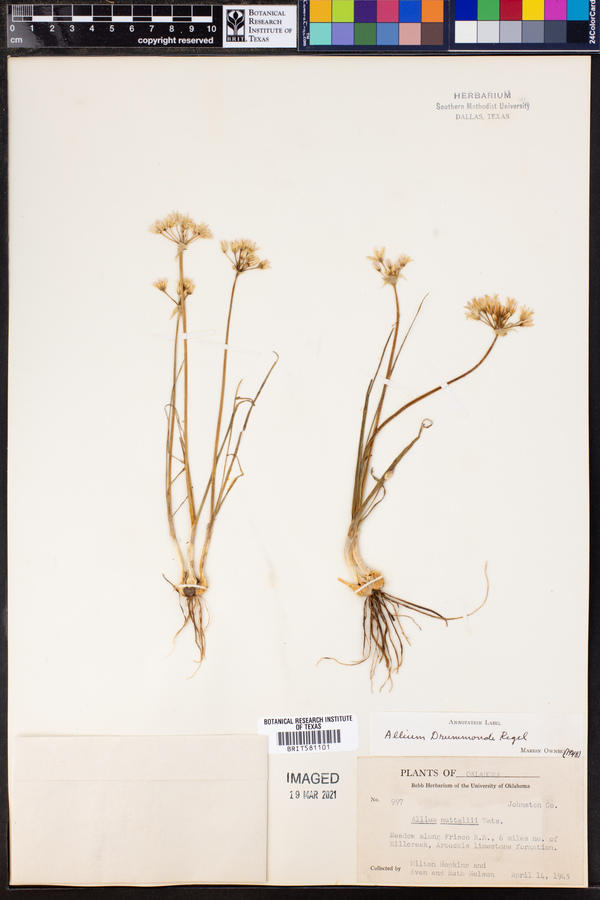 Allium drummondii image