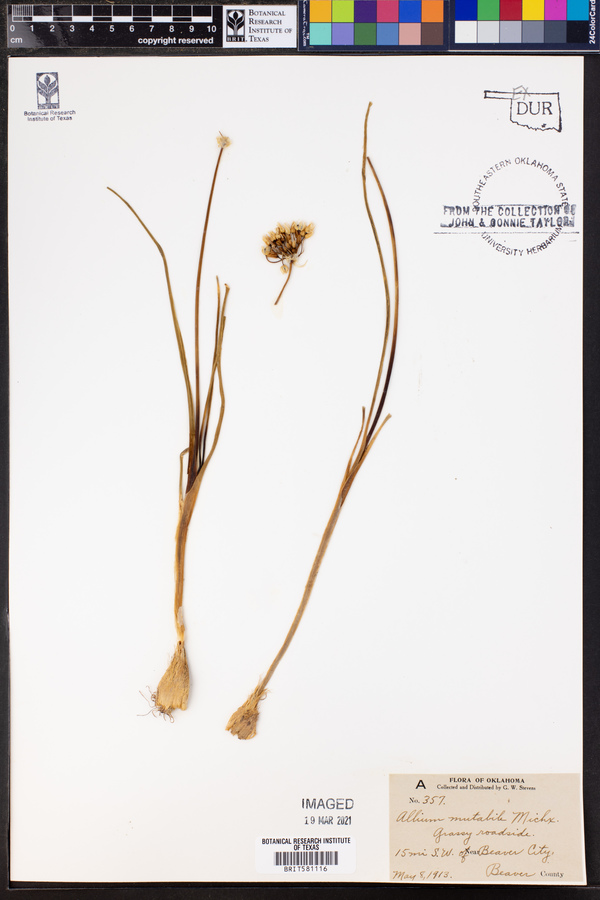 Allium canadense image