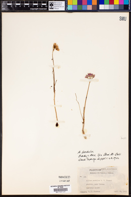 Allium perdulce image