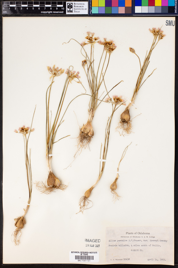 Allium perdulce var. sperryi image