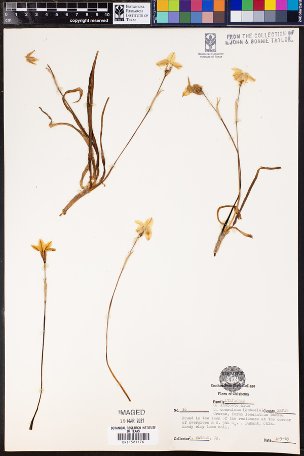 Androstephium coeruleum image