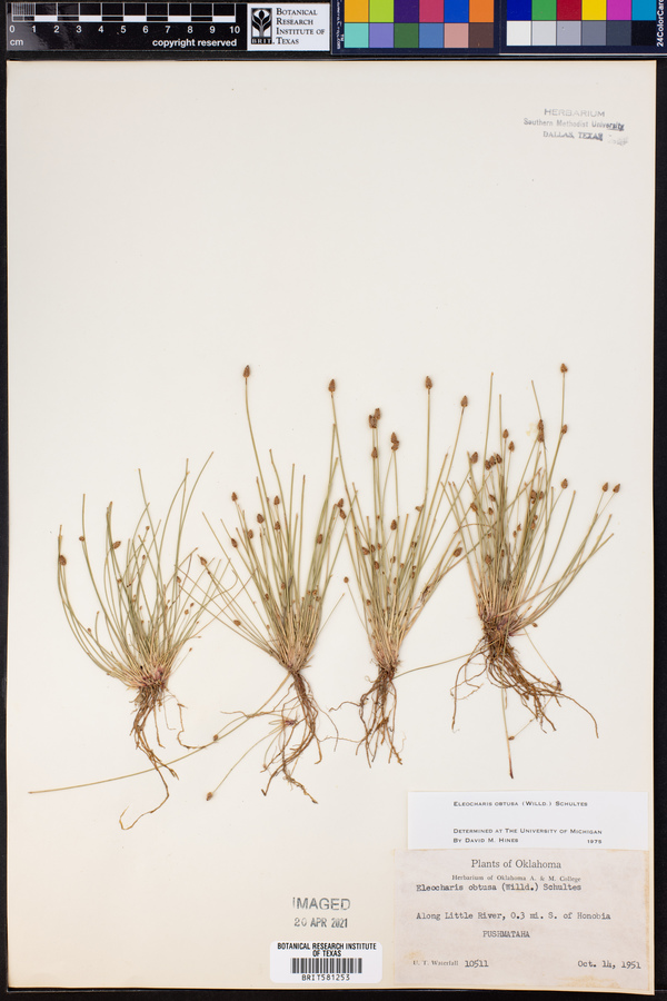 Eleocharis obtusa image