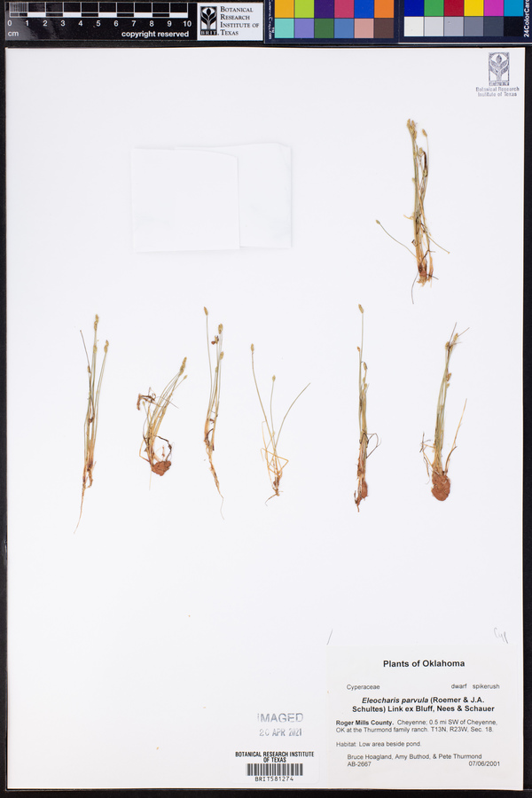 Eleocharis parvula image