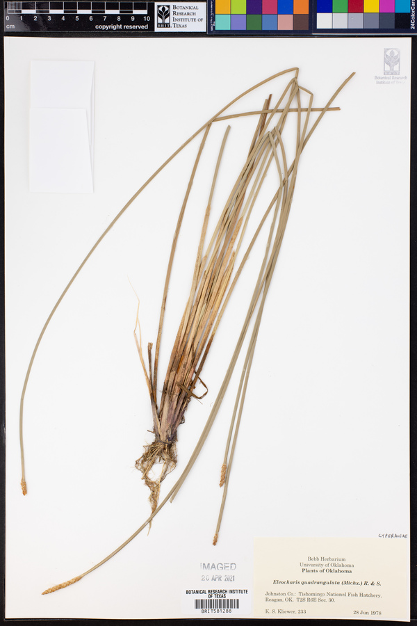 Eleocharis quadrangulata image