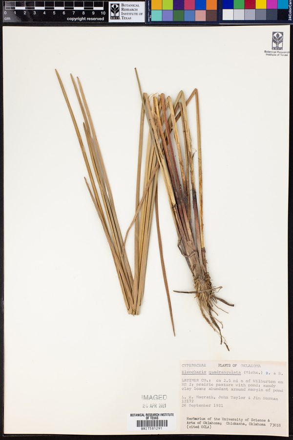 Eleocharis quadrangulata image
