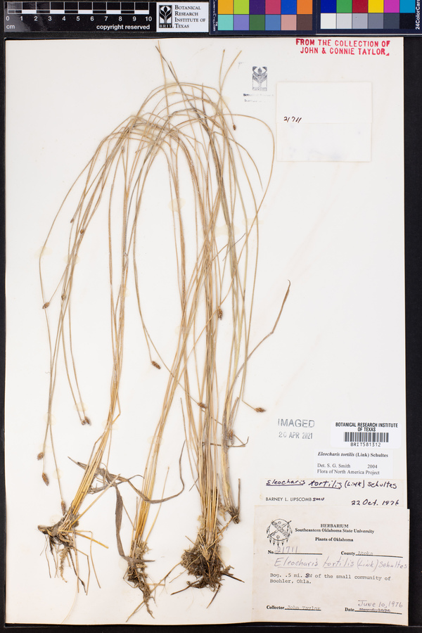 Eleocharis tortilis image