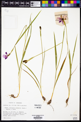 Eustylis purpurea image