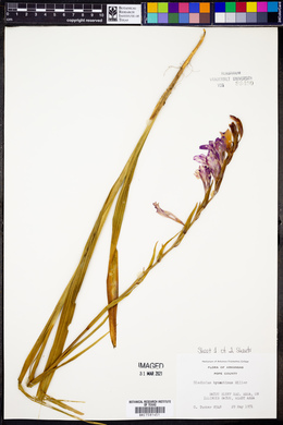 Gladiolus byzantinus image