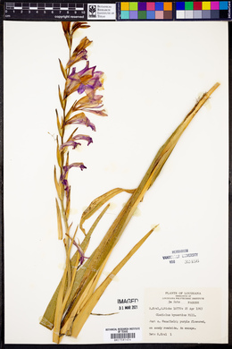 Gladiolus byzantinus image