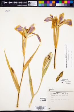 Iris hexagona image
