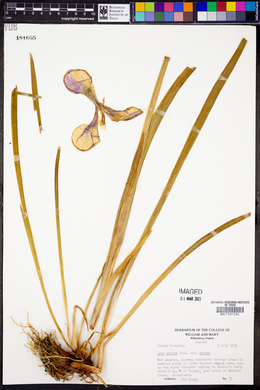 Iris setosa subsp. setosa image