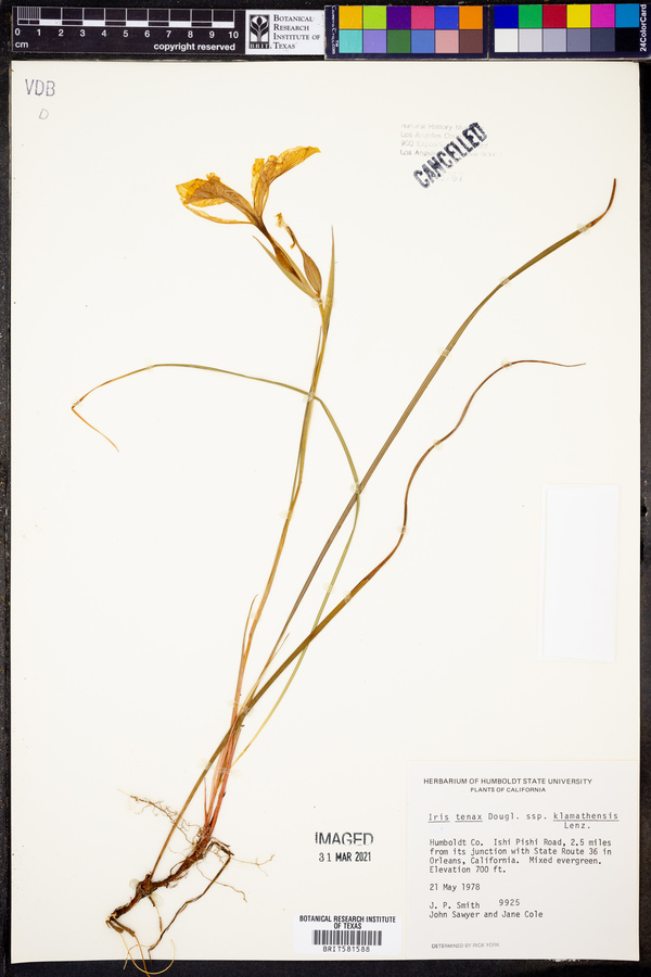 Iris tenax subsp. klamathensis image