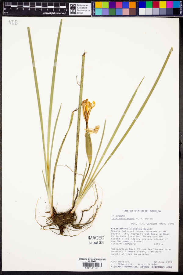 Iris tenuissima image