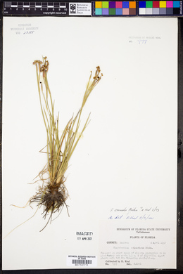 Sisyrinchium arenicola image