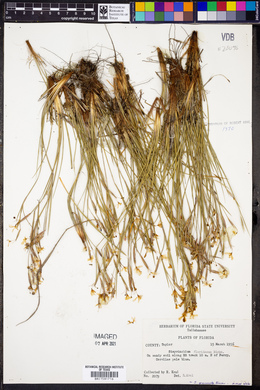 Sisyrinchium floridanum image