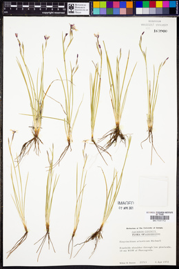 Sisyrinchium atlanticum image