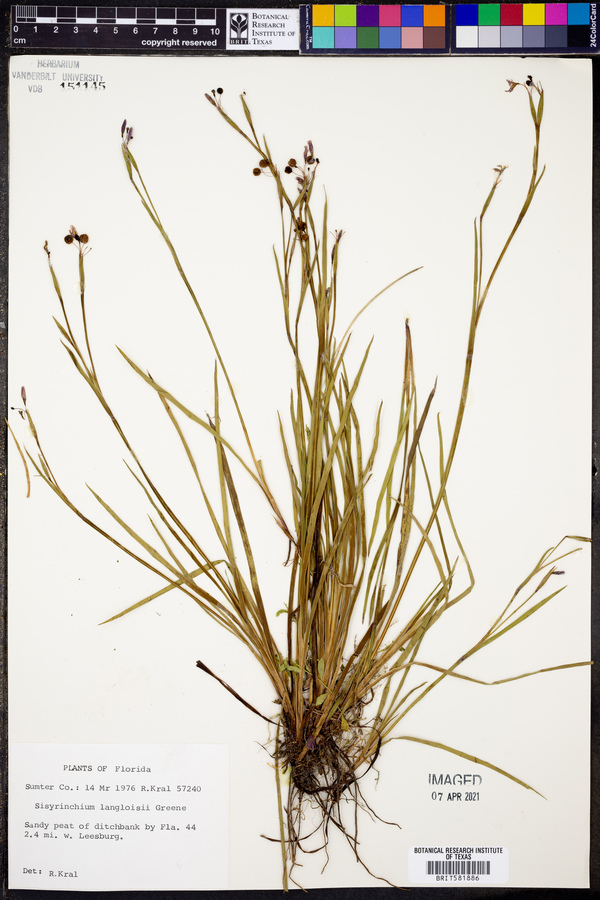 Sisyrinchium langloisii image