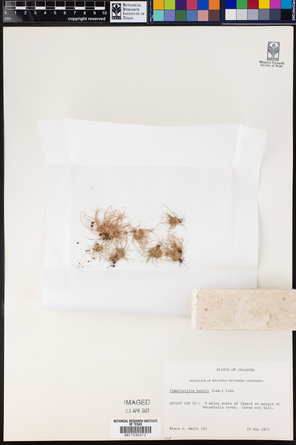 Fimbristylis vahlii image