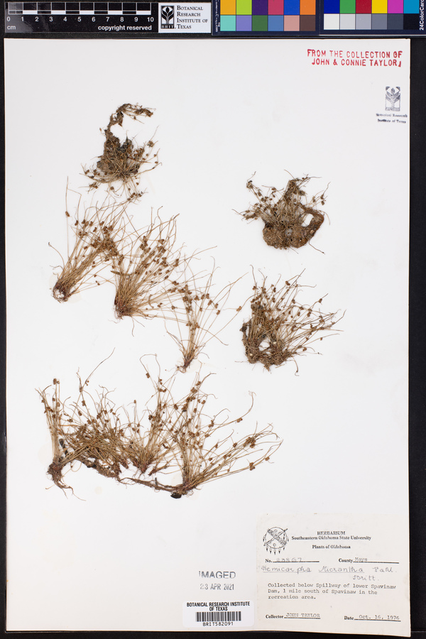 Lipocarpha micrantha image