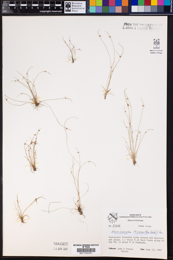 Lipocarpha micrantha image