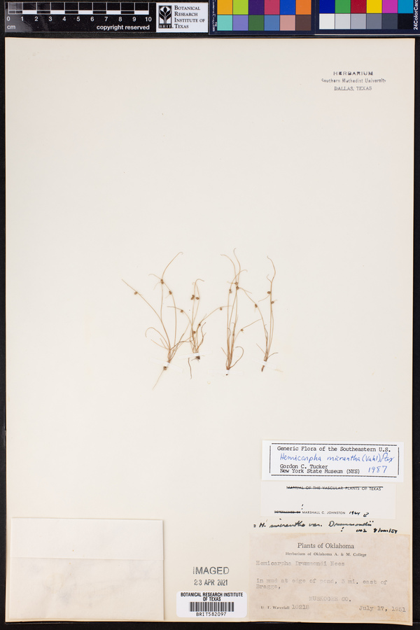 Lipocarpha micrantha image