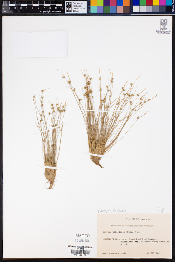 Isolepis carinata image