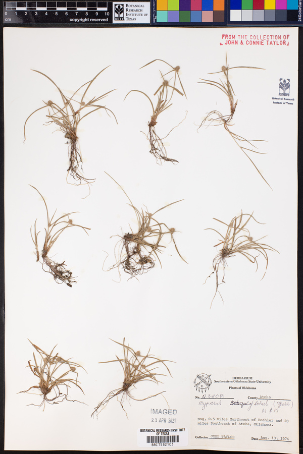 Kyllinga odorata image
