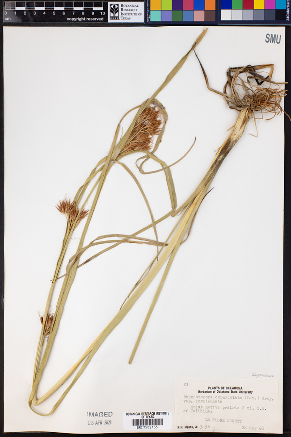 Rhynchospora corniculata var. corniculata image