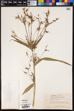 Rhynchospora corniculata var. interior image