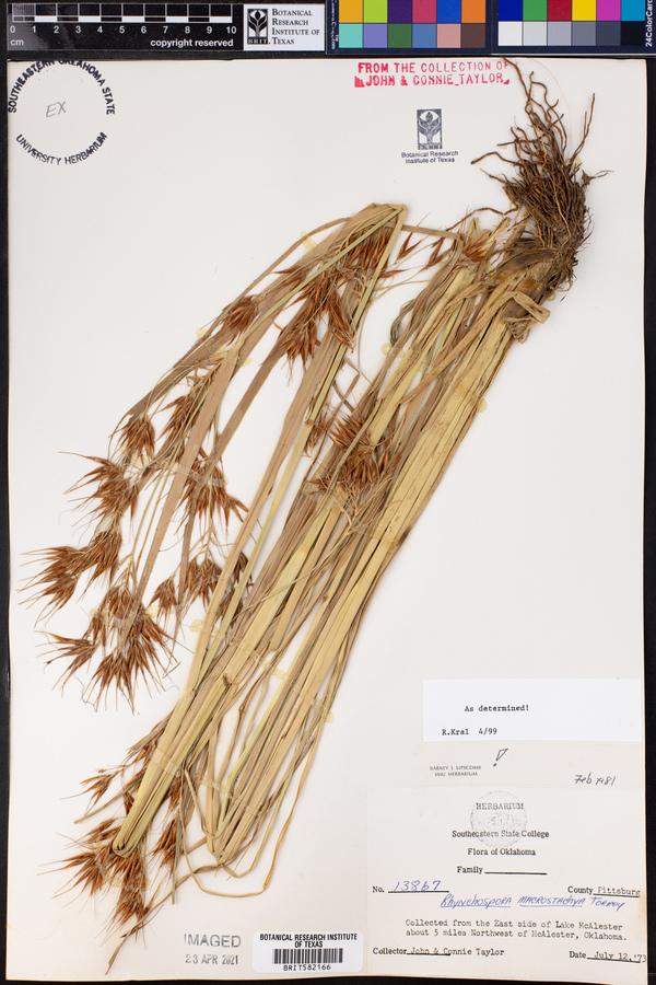Rhynchospora macrostachya image