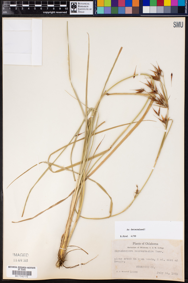 Rhynchospora macrostachya image