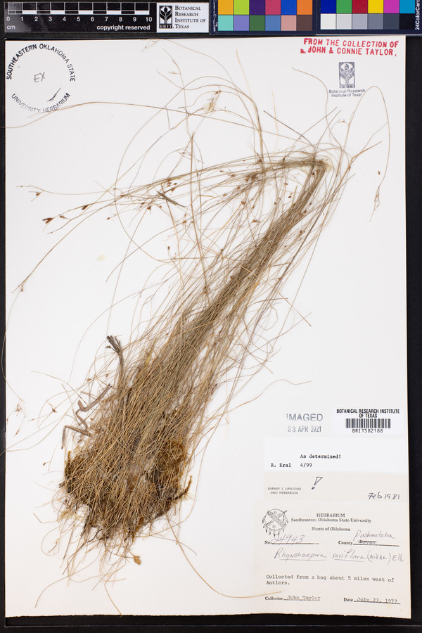 Rhynchospora rariflora image