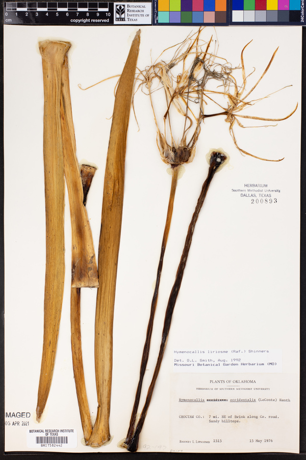 Hymenocallis liriosme image