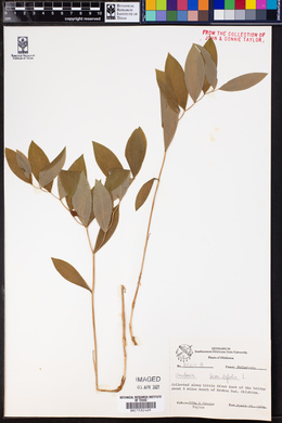 Image of Uvularia sessilifolia