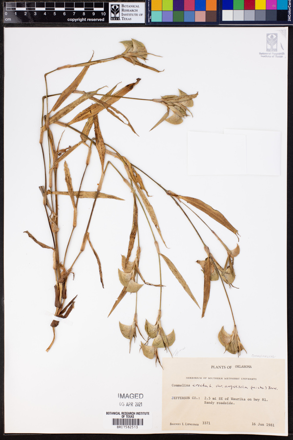 Commelina erecta var. angustifolia image