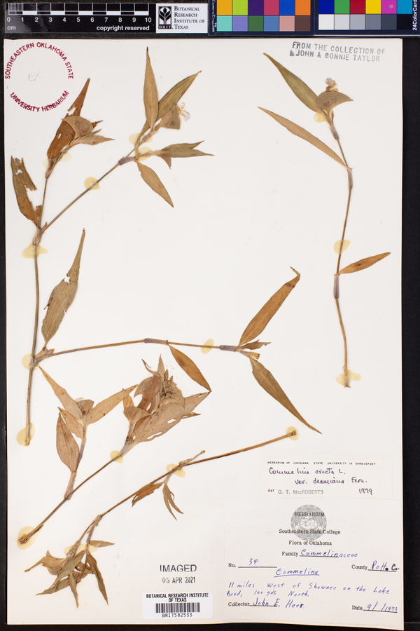 Commelina erecta var. deamiana image