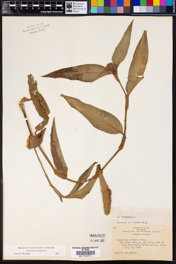 Commelina virginica image