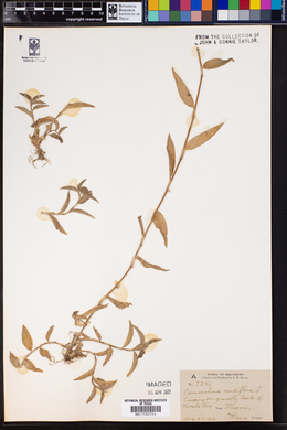 Commelina nudiflora image