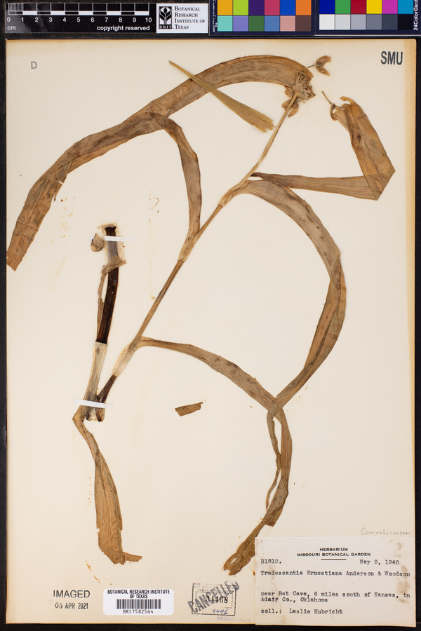 Tradescantia ernestiana image