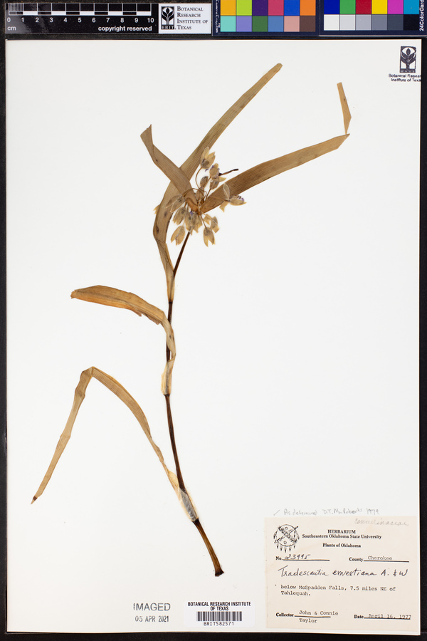 Tradescantia ernestiana image