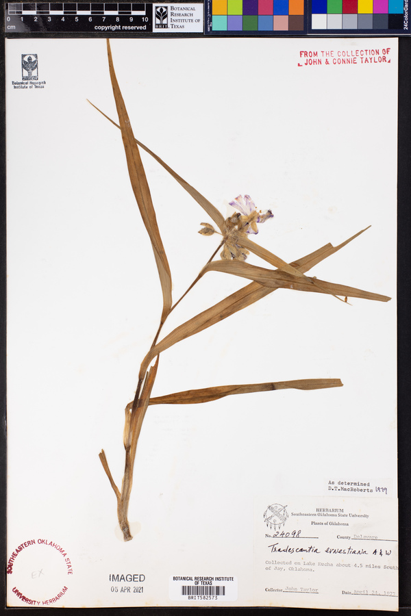 Tradescantia ernestiana image