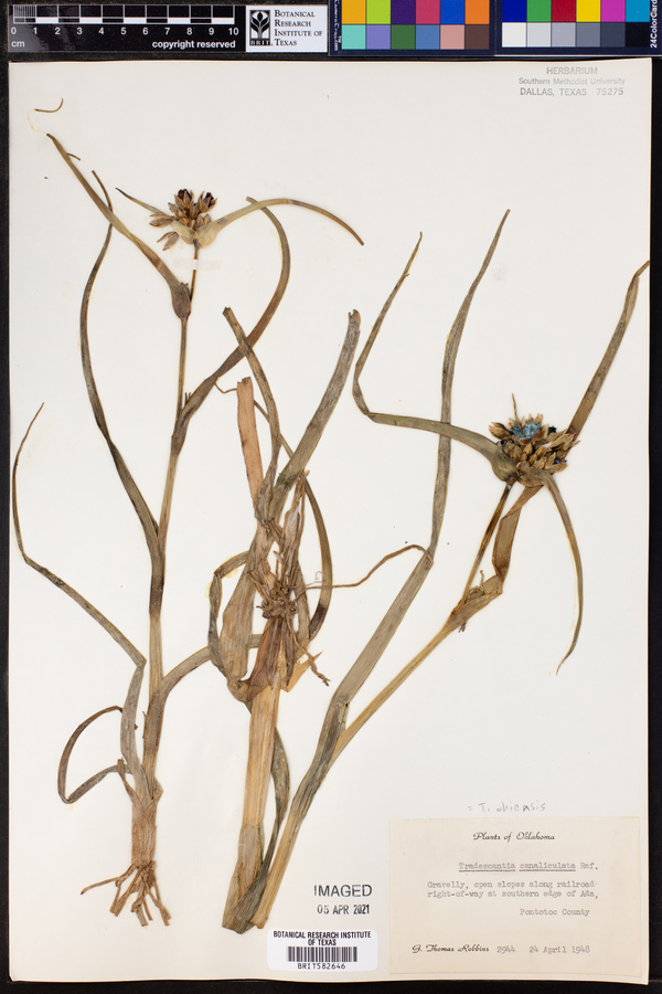 Tradescantia ohiensis image