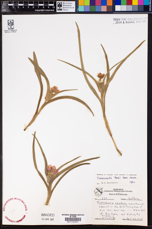 Tradescantia tharpii image