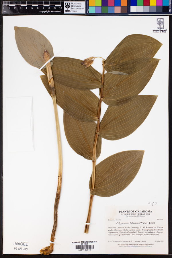 Polygonatum biflorum image