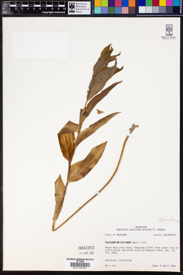 Polygonatum biflorum image