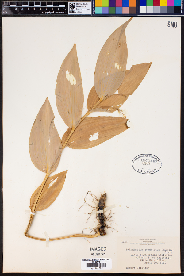 Polygonatum image