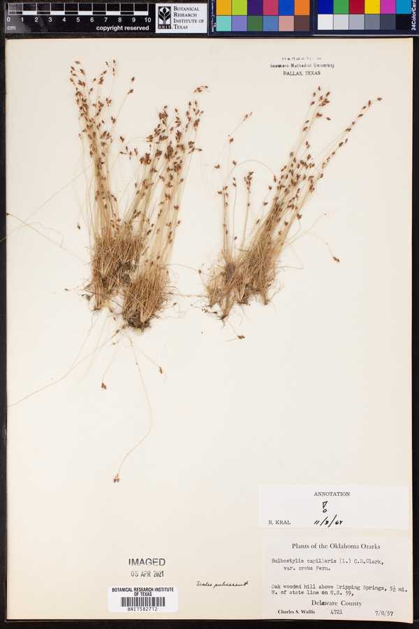 Bulbostylis capillaris ssp. capillaris image