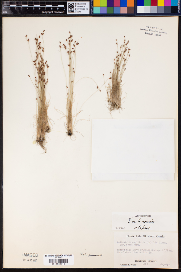 Bulbostylis capillaris ssp. capillaris image