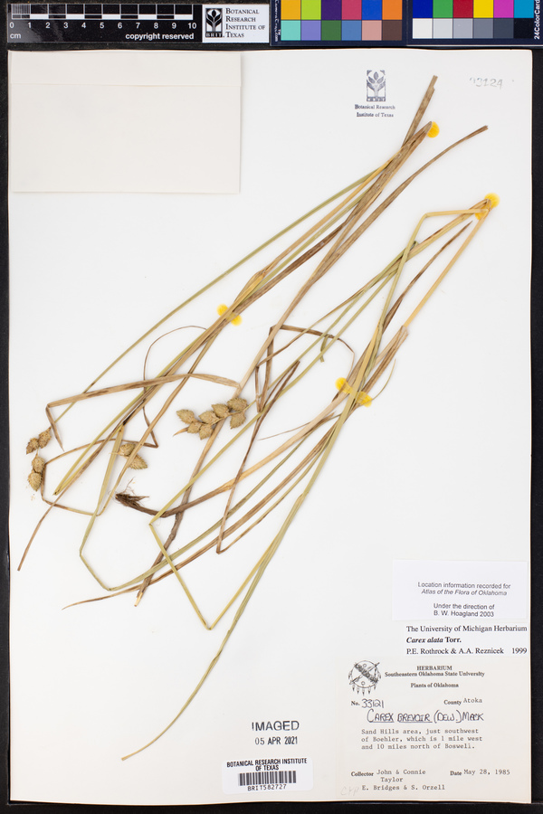 Carex alata image