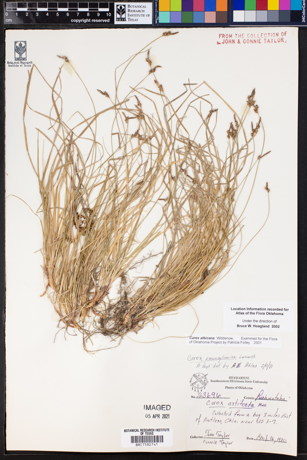 Carex albicans image